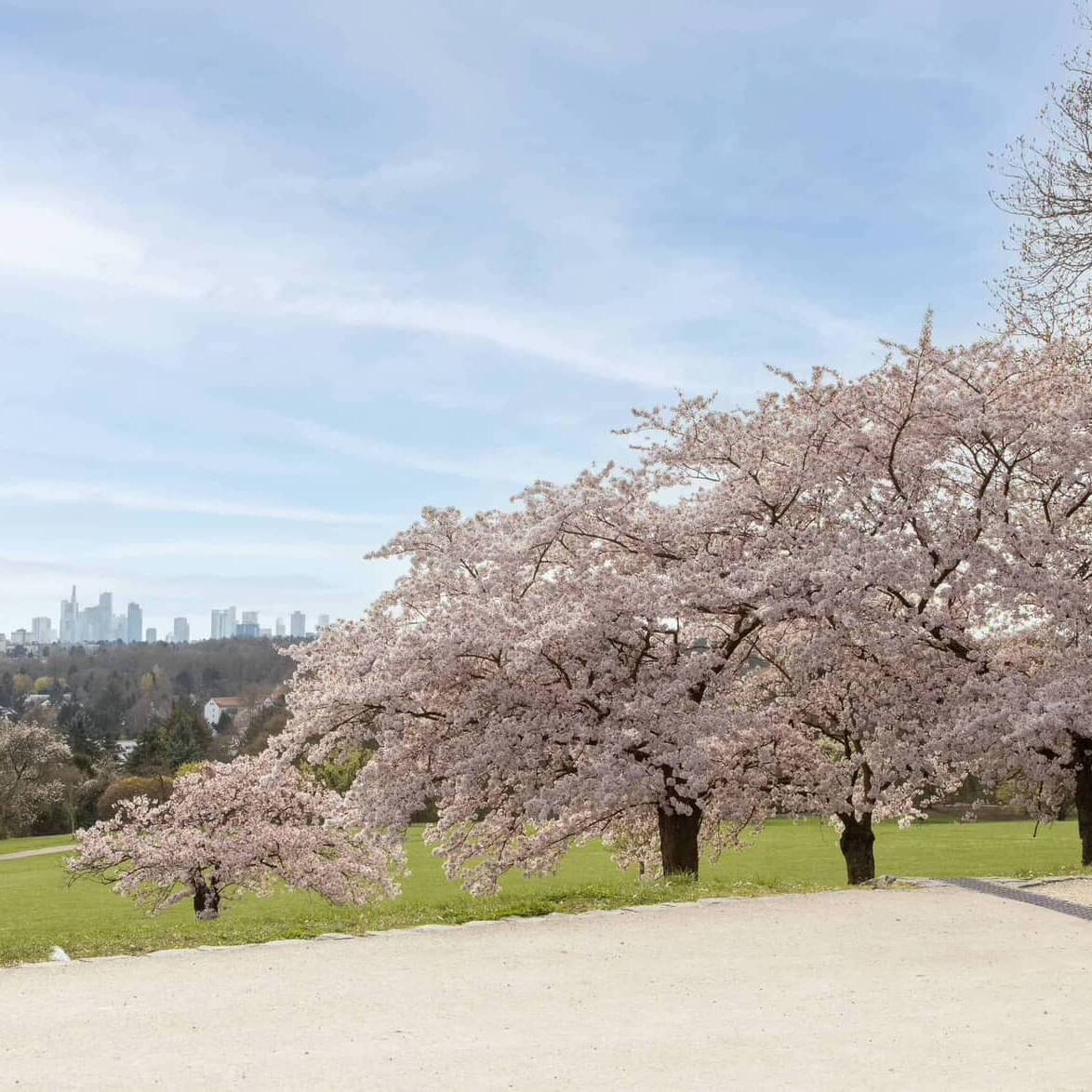 lohrpark cherry trees in Frankfurt