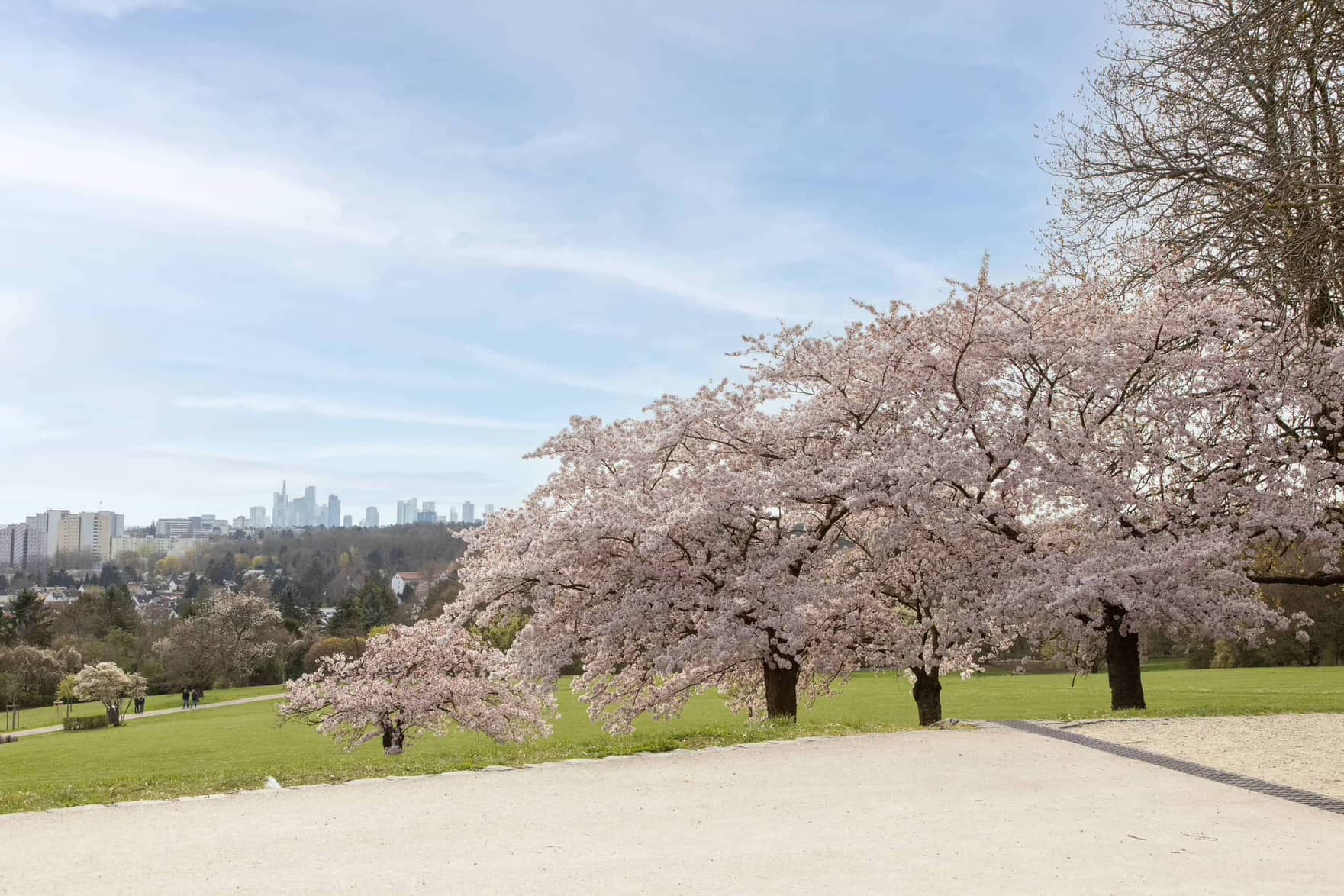 lohrpark cherry trees in Frankfurt